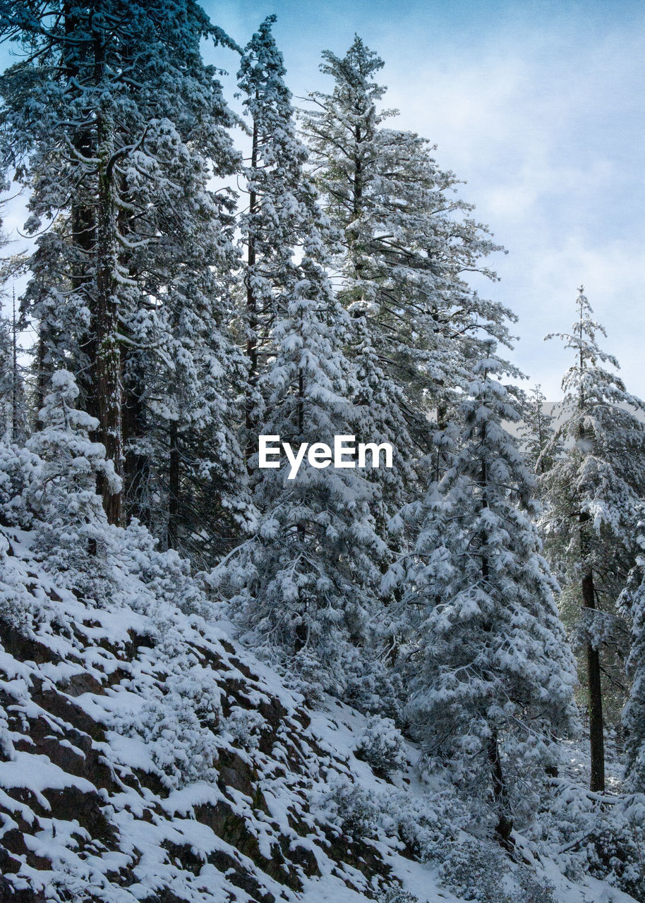 SNOW COVERED PINE TREES