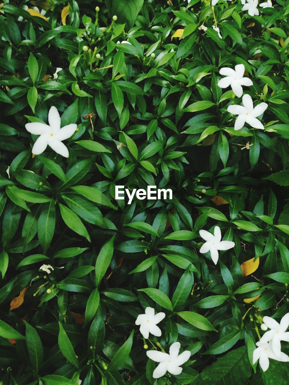 HIGH ANGLE VIEW OF FLOWERING PLANTS