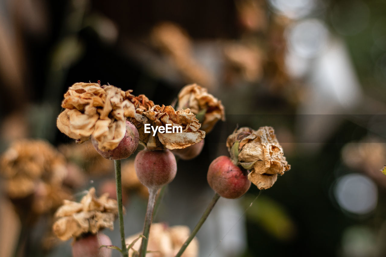 Dying roses waiting to be reborn