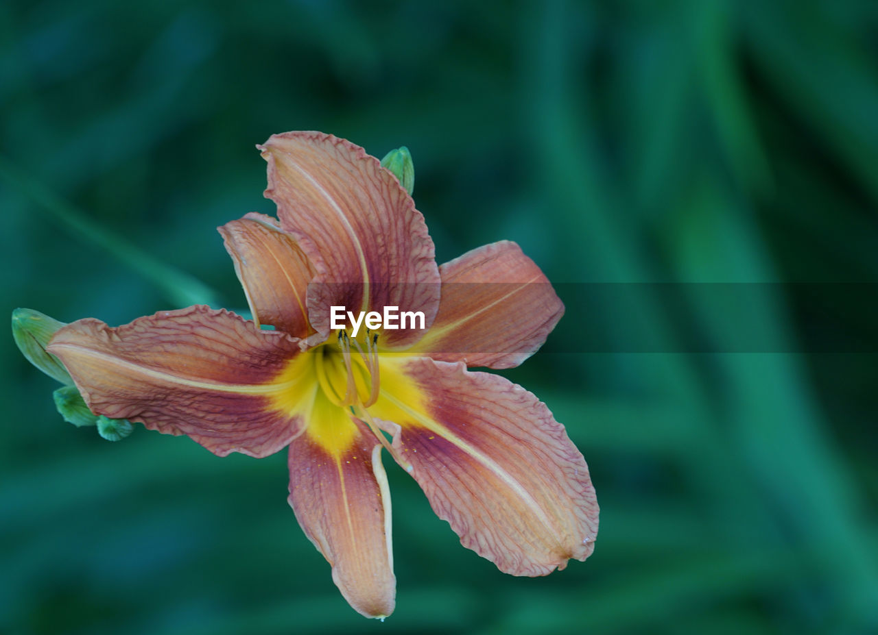 Close-up of day lily blooming at park