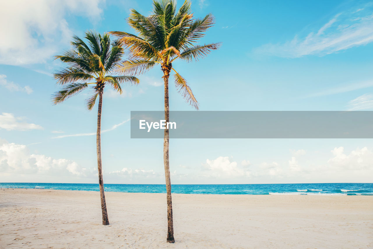 Palm trees on beach against sky