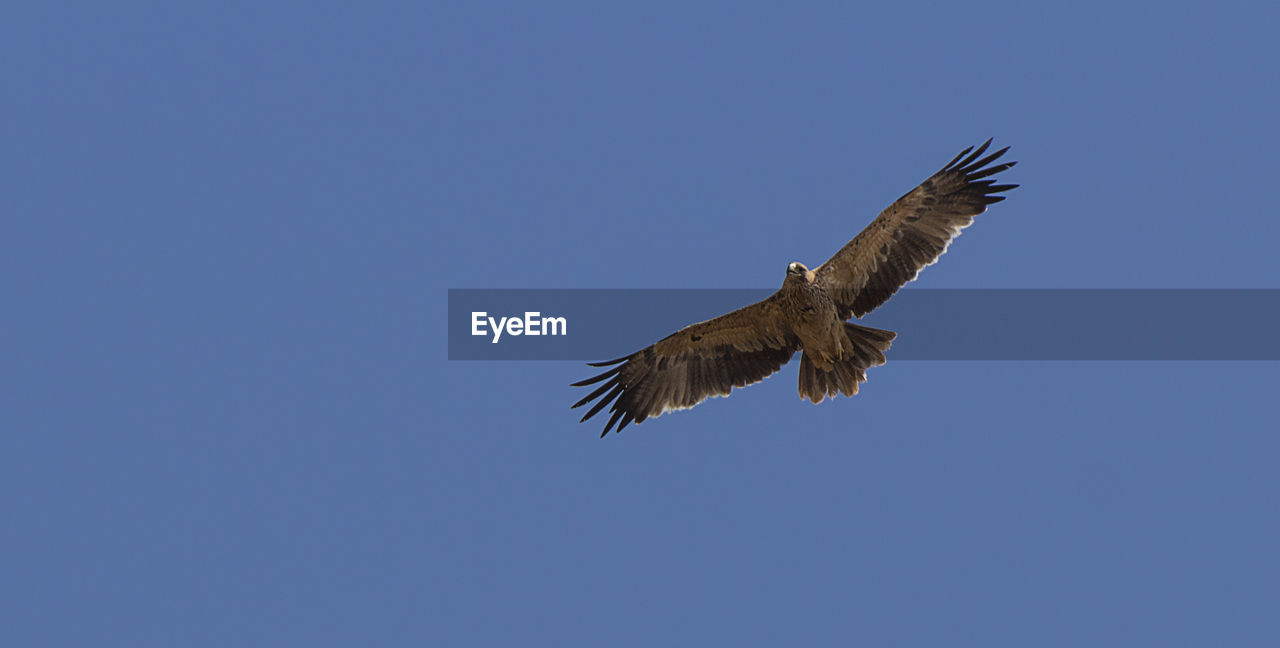 LOW ANGLE VIEW OF HAWK FLYING AGAINST CLEAR BLUE SKY