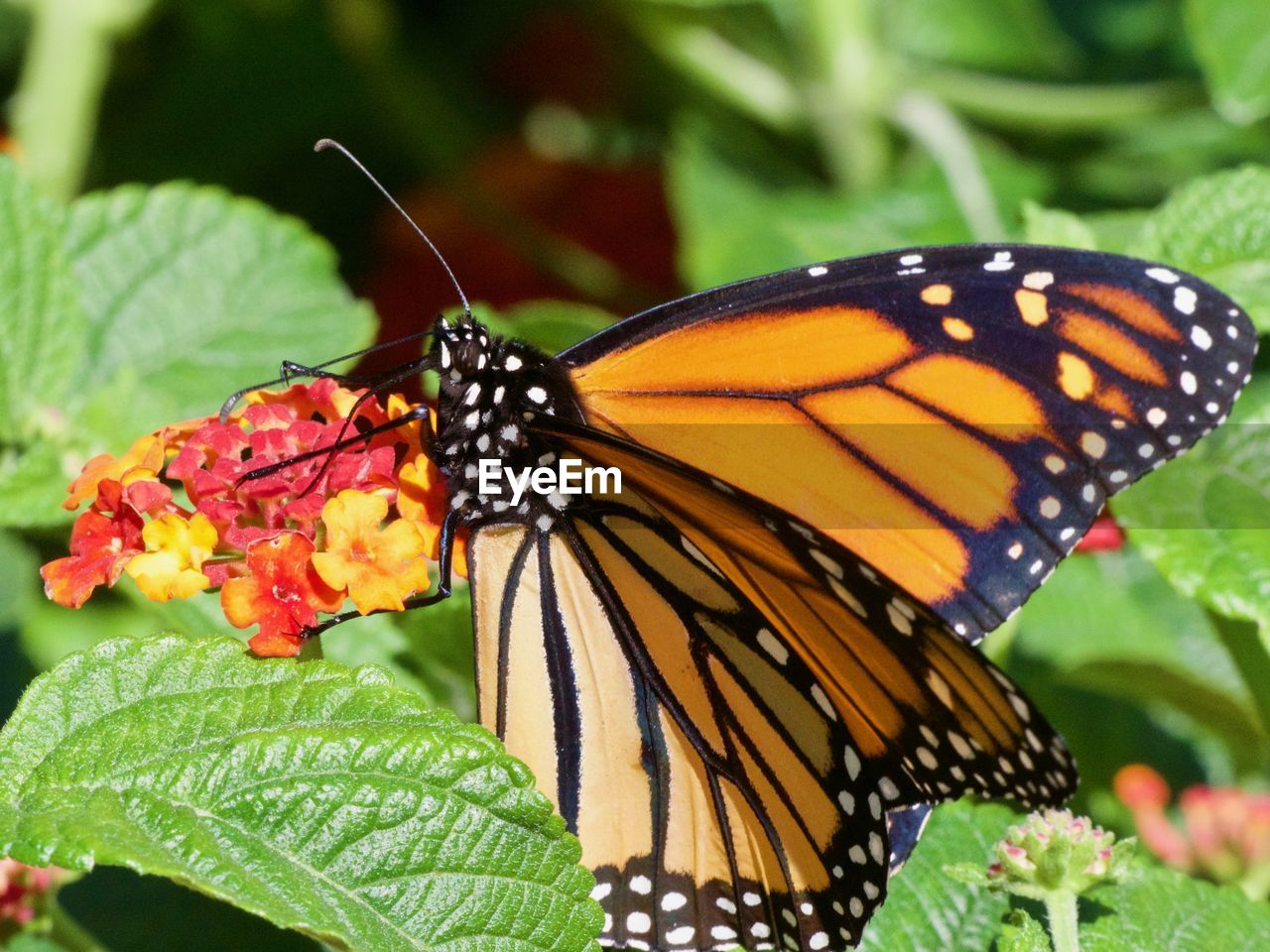 CLOSE-UP OF BUTTERFLY ON FLOWER