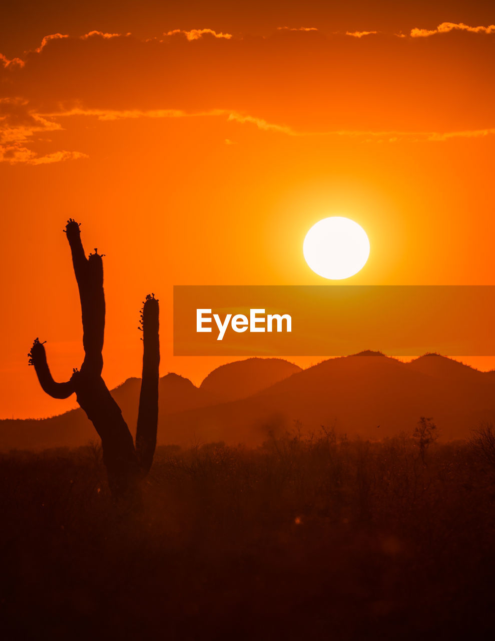 Hot desert sunset over saguaro, climate crisis, global warming. vertical image with copy space.