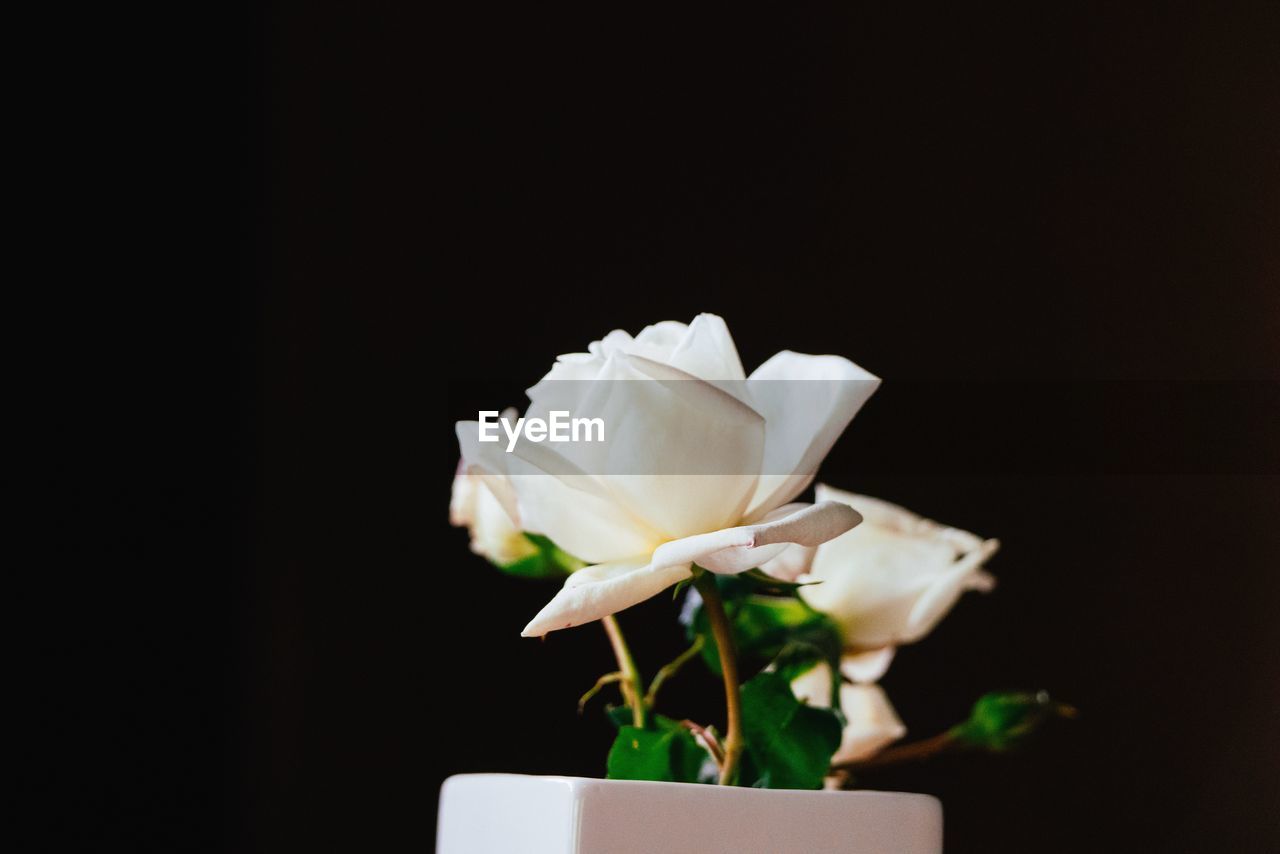 WHITE ROSE AGAINST BLACK BACKGROUND