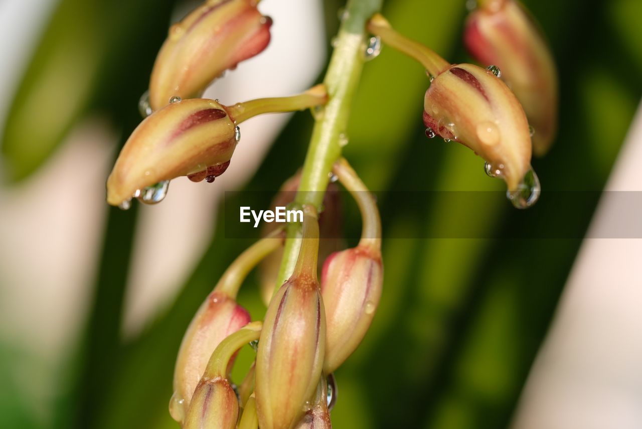 Close-up of wet flower buds