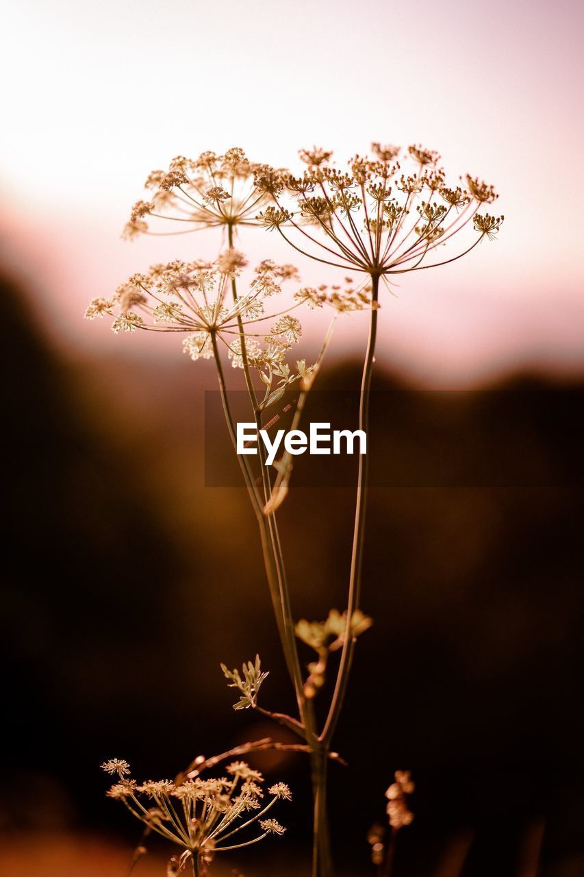 Close-up of wilted flower plant against sky