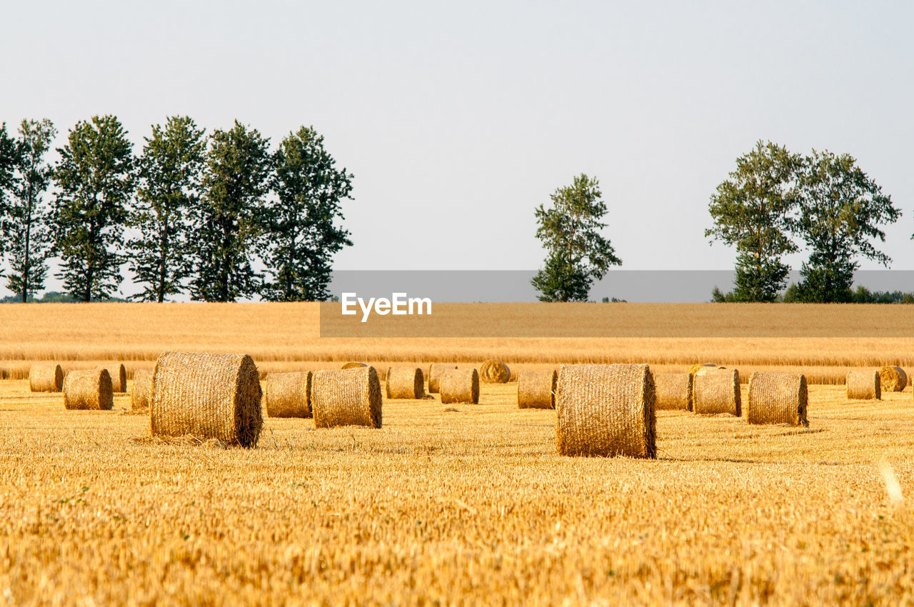 Hay bales on land against clear sky