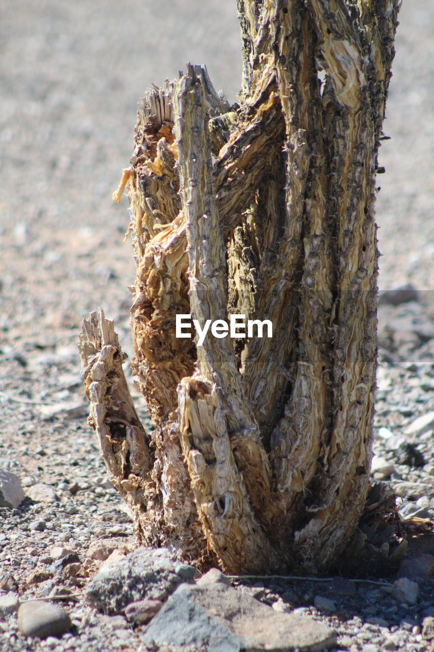 CLOSE-UP OF A TREE TRUNK