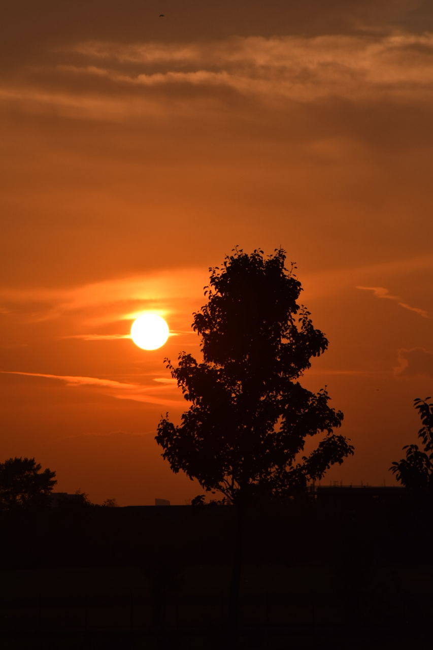 SILHOUETTE OF TREES AT SUNSET