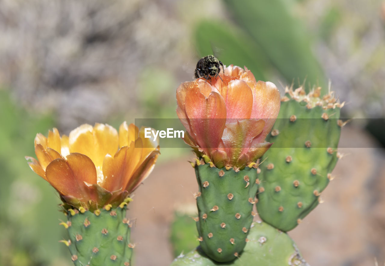 plant, beauty in nature, nature, flower, prickly pear, flowering plant, close-up, cactus, succulent plant, prickly pear cactus, freshness, no people, growth, animal wildlife, environment, animal, focus on foreground, thorn, animal themes, macro photography, petal, outdoors, macro, springtime, insect, fragility, nopal, green, botany, barbary fig, environmental conservation, food, plant stem, day, flower head, wildlife, thorns, spines, and prickles, yellow, blossom, landscape, social issues, land, food and drink, sunlight, fruit, tranquility, selective focus, eastern prickly pear, spiked, wildflower, water, drop, plant part, scenics - nature, multi colored