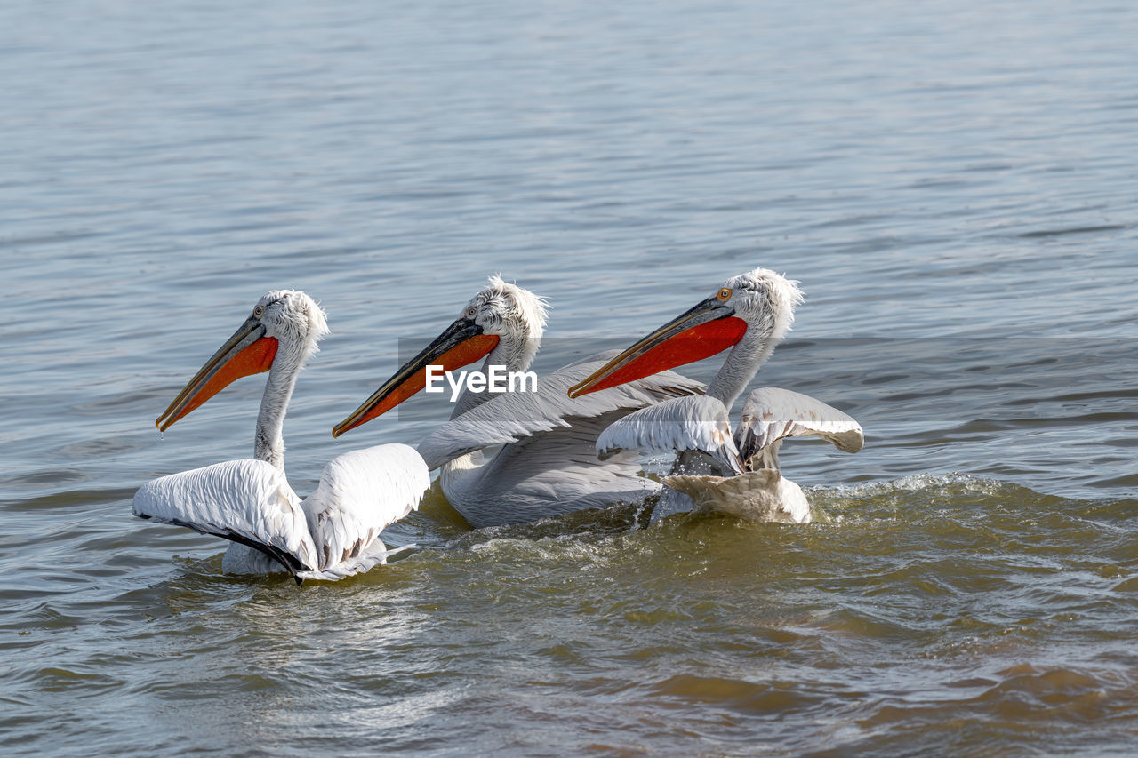 BIRDS IN LAKE