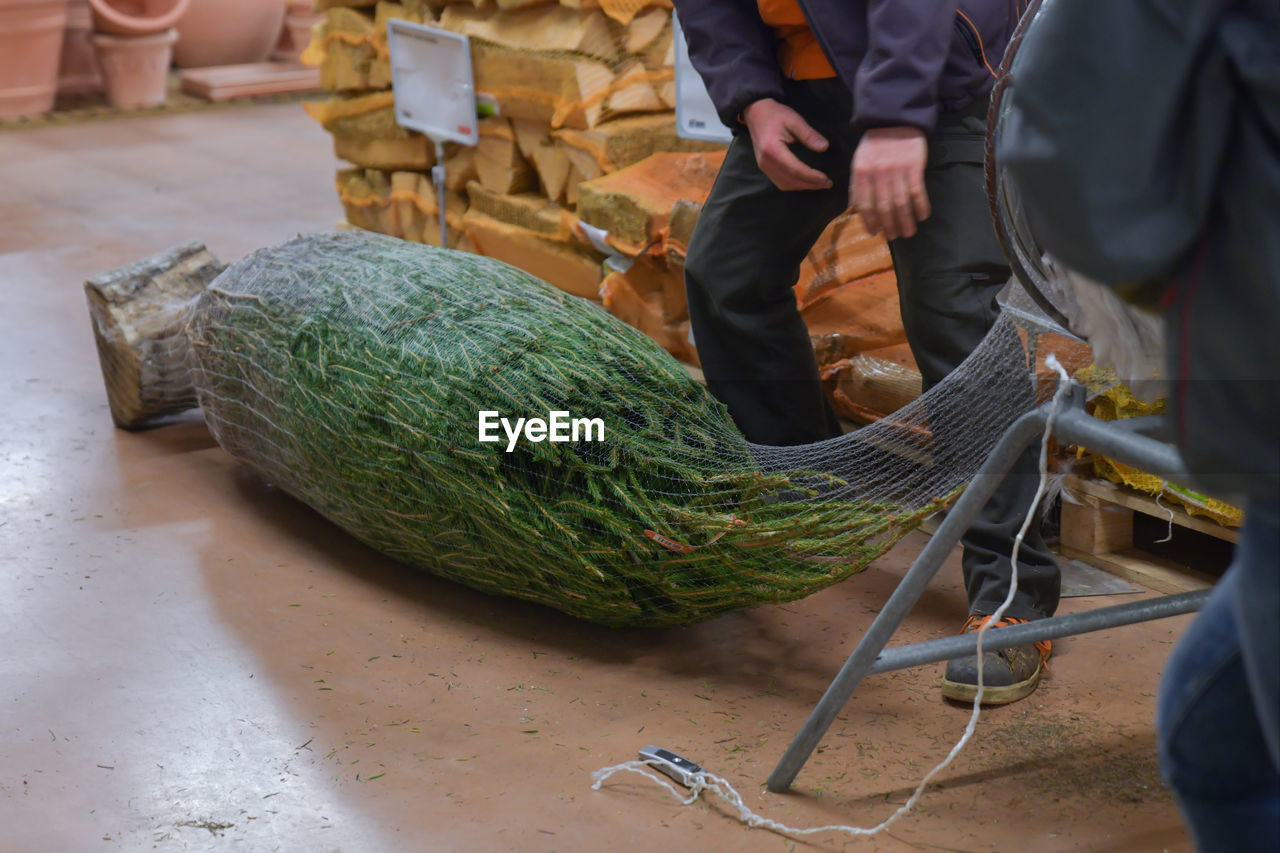 Salesman being wrapped up a cut christmas tree packed in a plastic net