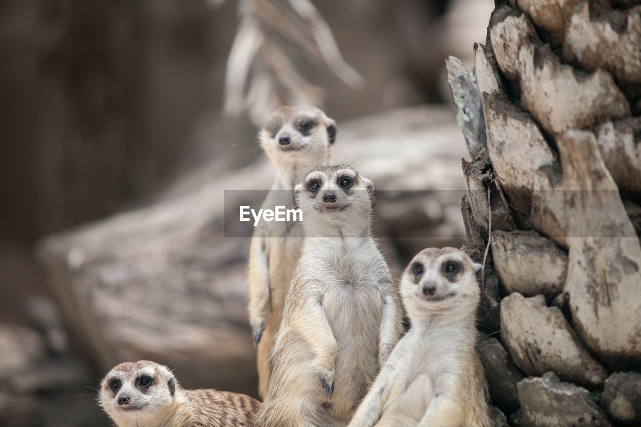 Meerkats in forest