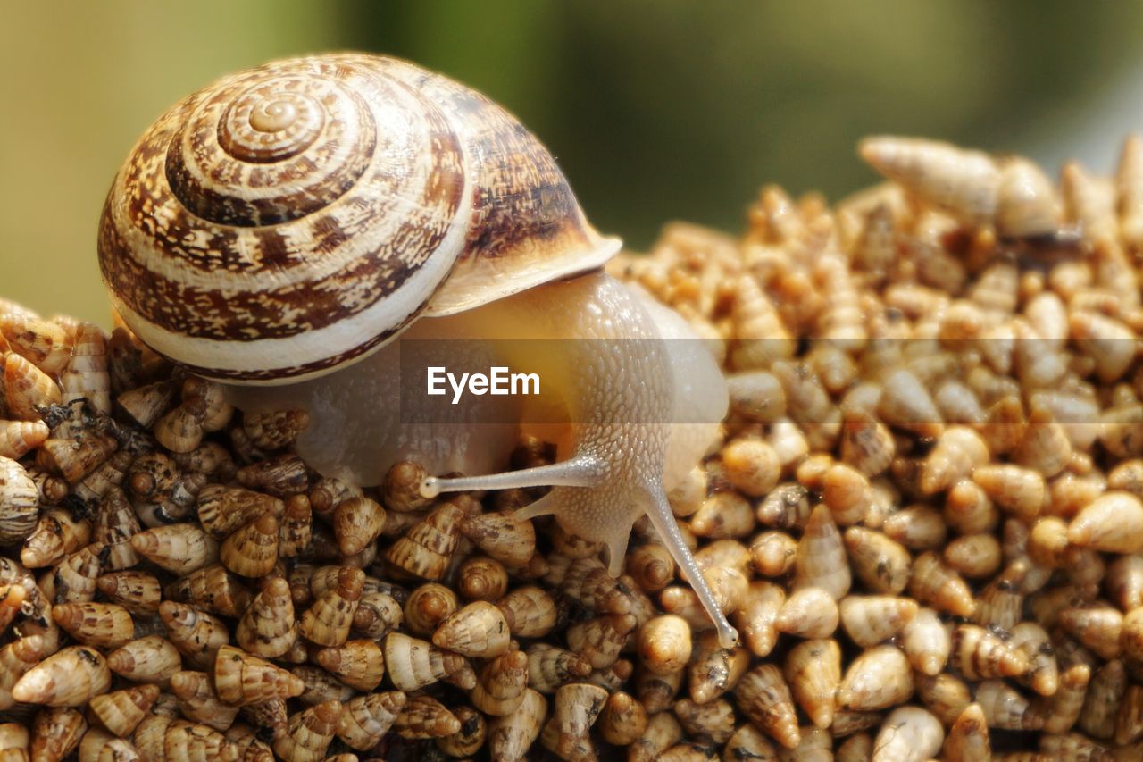 Close-up of snail on shells