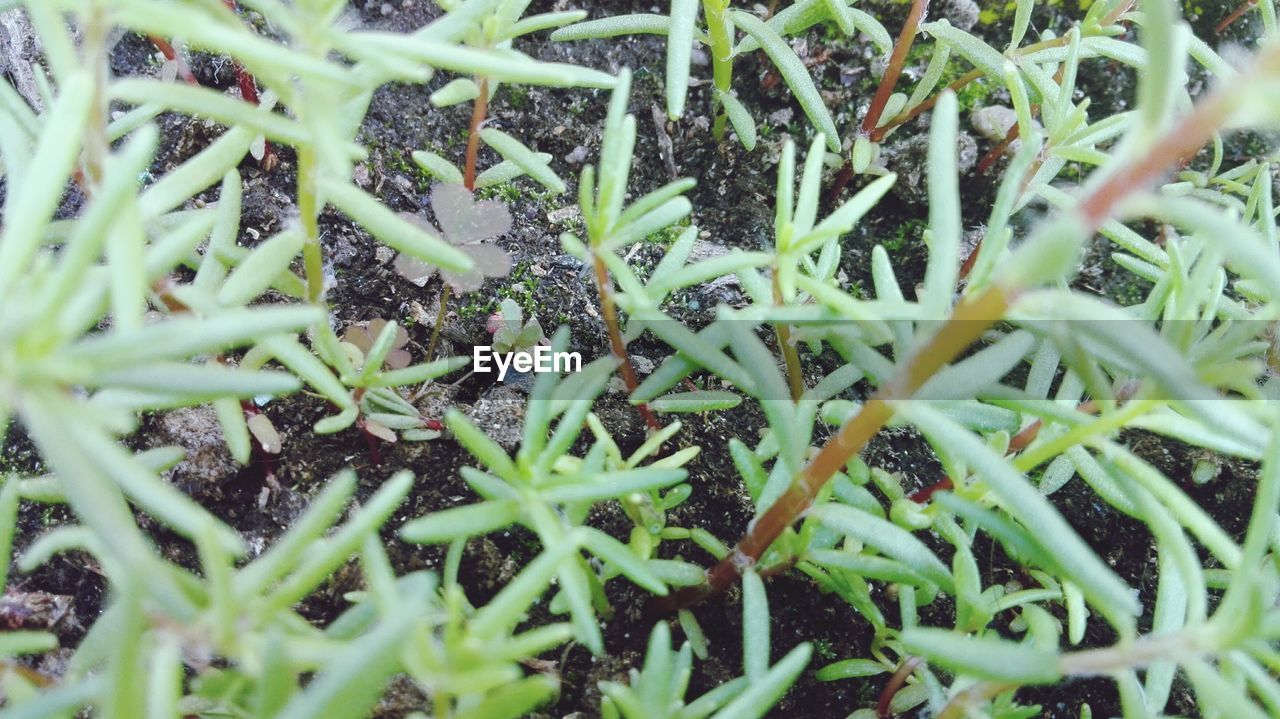 CLOSE-UP VIEW OF PLANTS