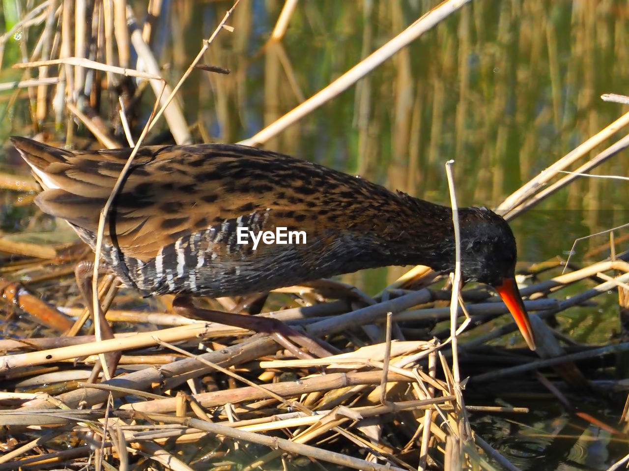 CLOSE-UP OF BIRD PERCHING ON DRY GRASS