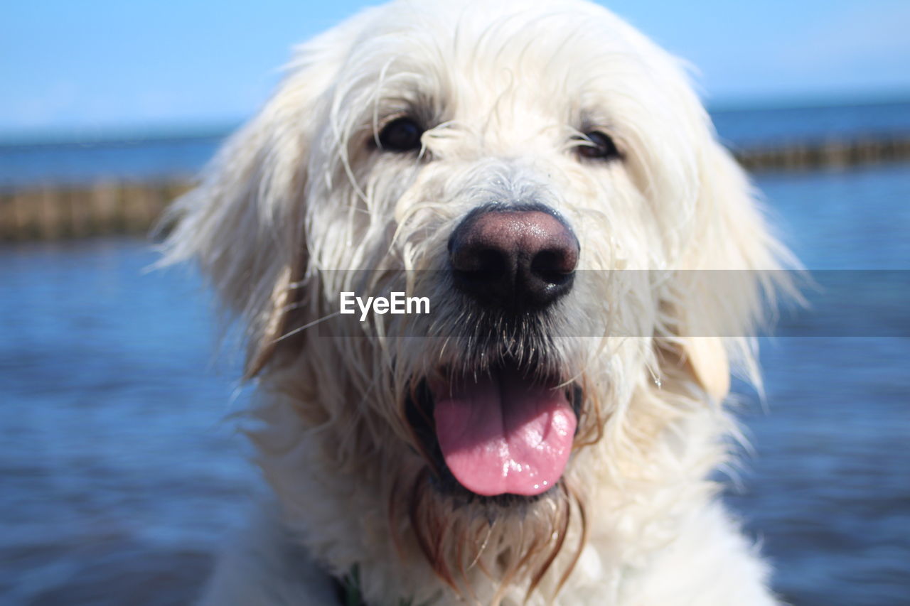 CLOSE-UP PORTRAIT OF DOG WITH MOUTH OPEN SEA