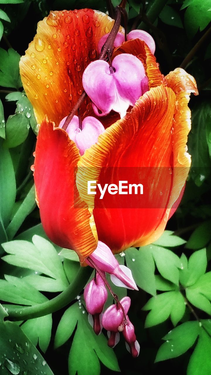 CLOSE-UP OF FLOWERS BLOOMING