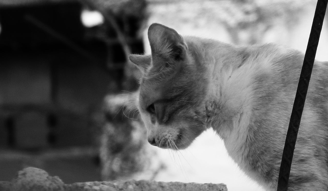 Side view of cat looking at rock