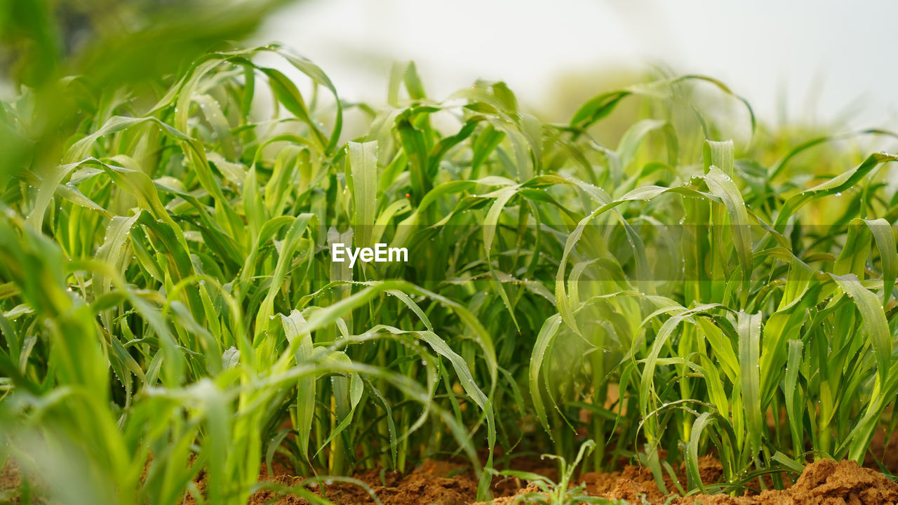 Water drops with depth of millet crops field. pure rain 