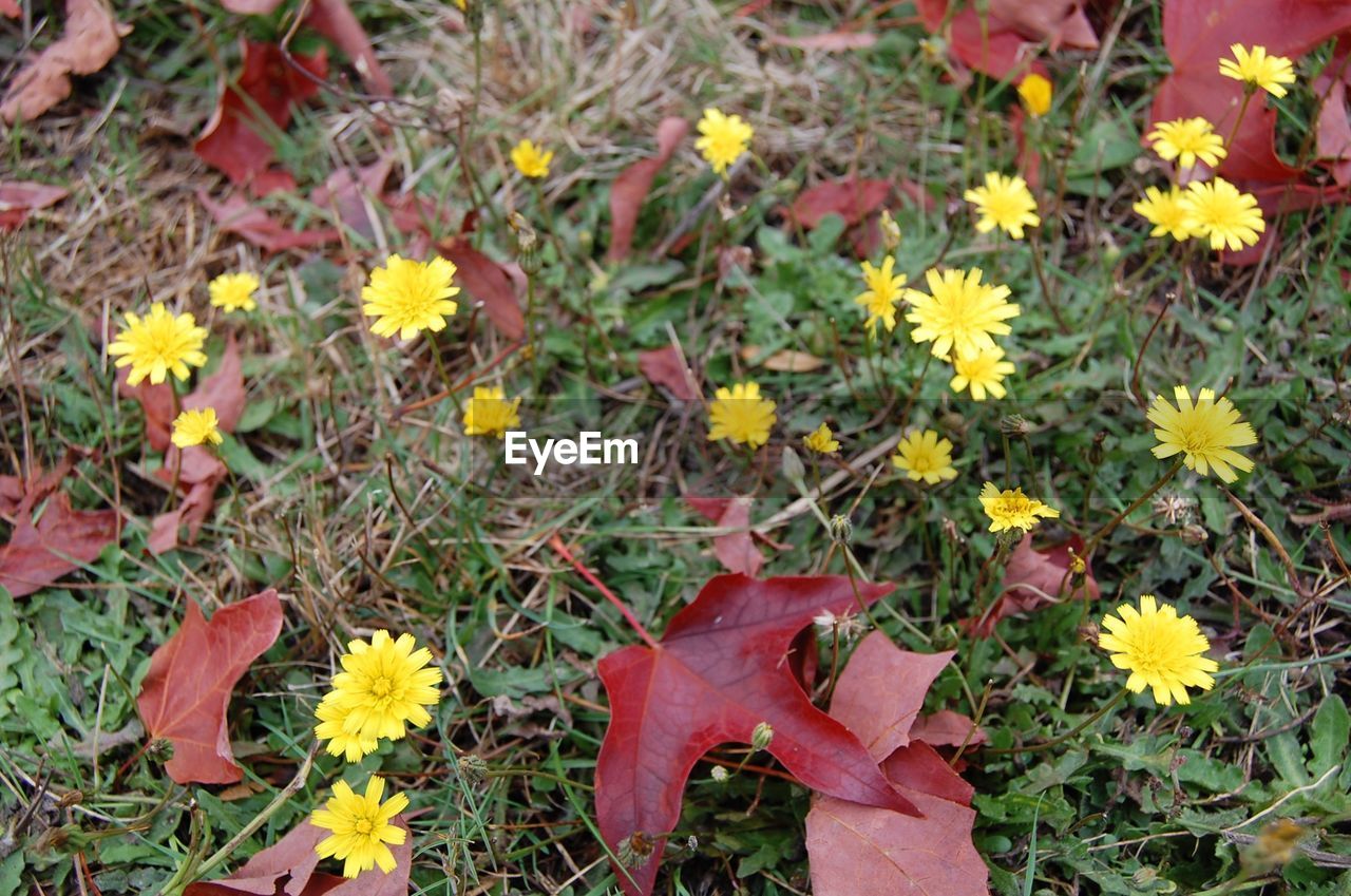 YELLOW FLOWERS ON FIELD