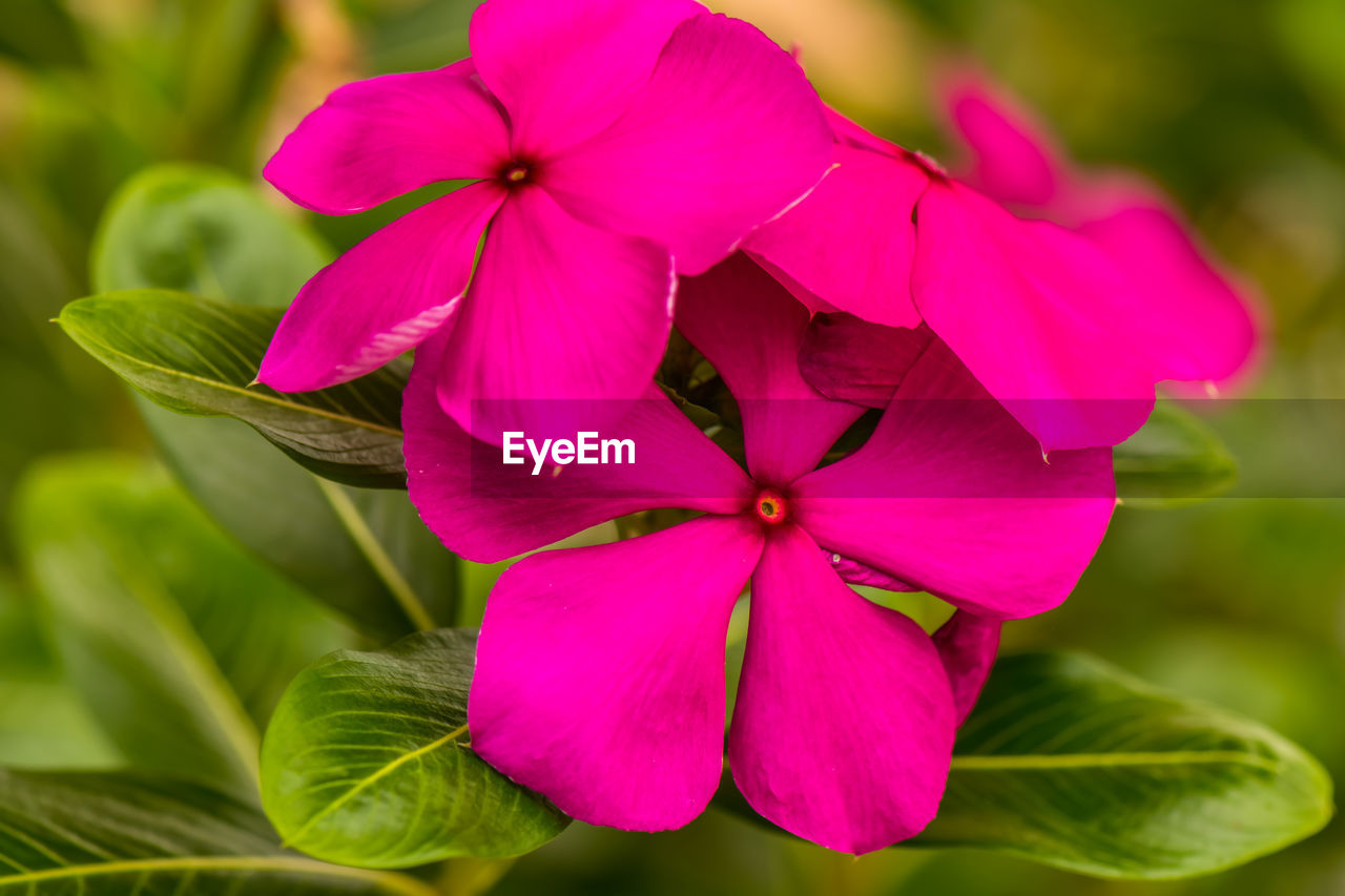 Close-up of pink flowering plants