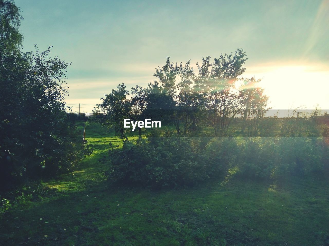 TREES ON FIELD DURING SUNSET