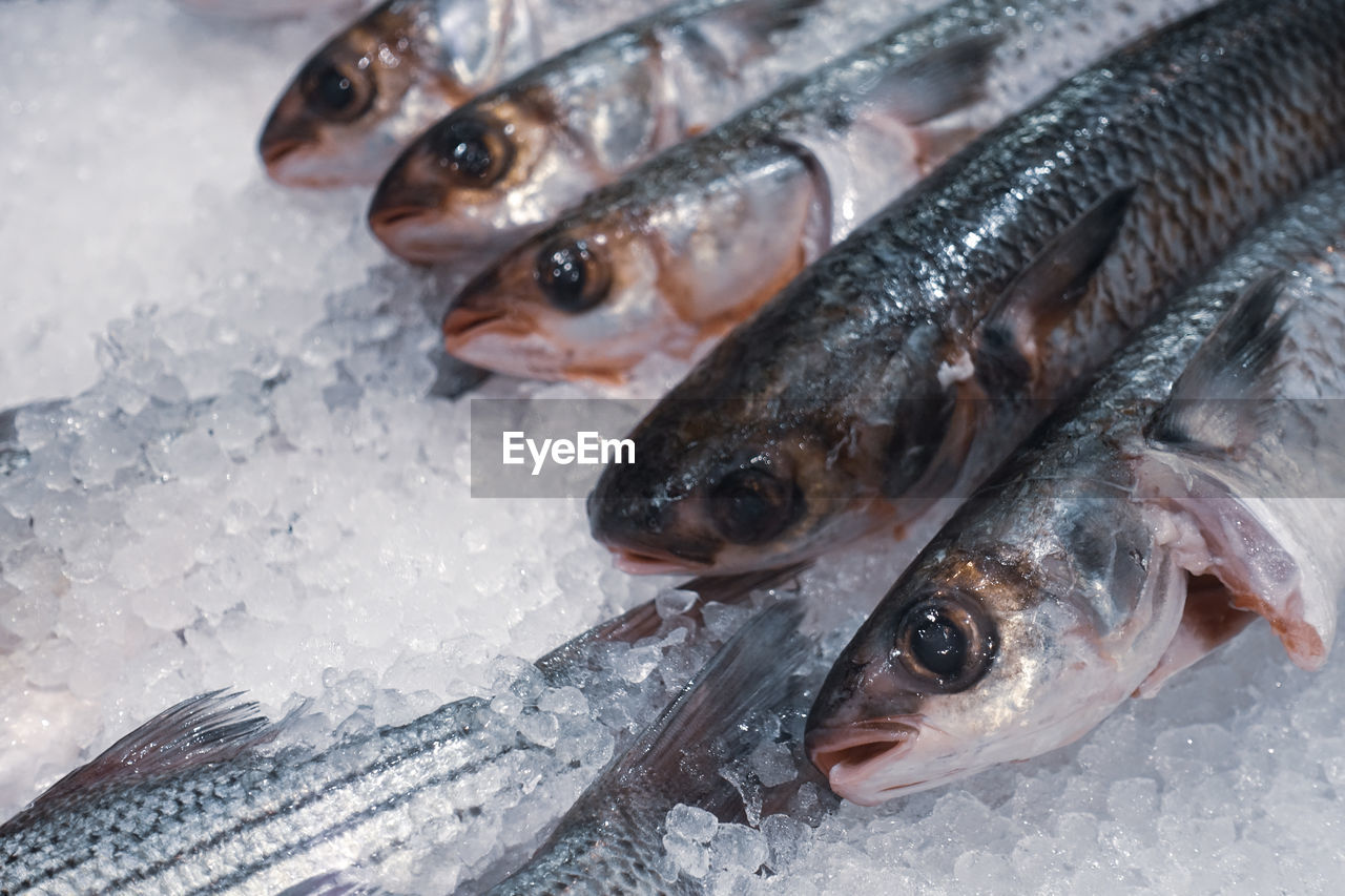 HIGH ANGLE VIEW OF FISH FOR SALE IN ICE