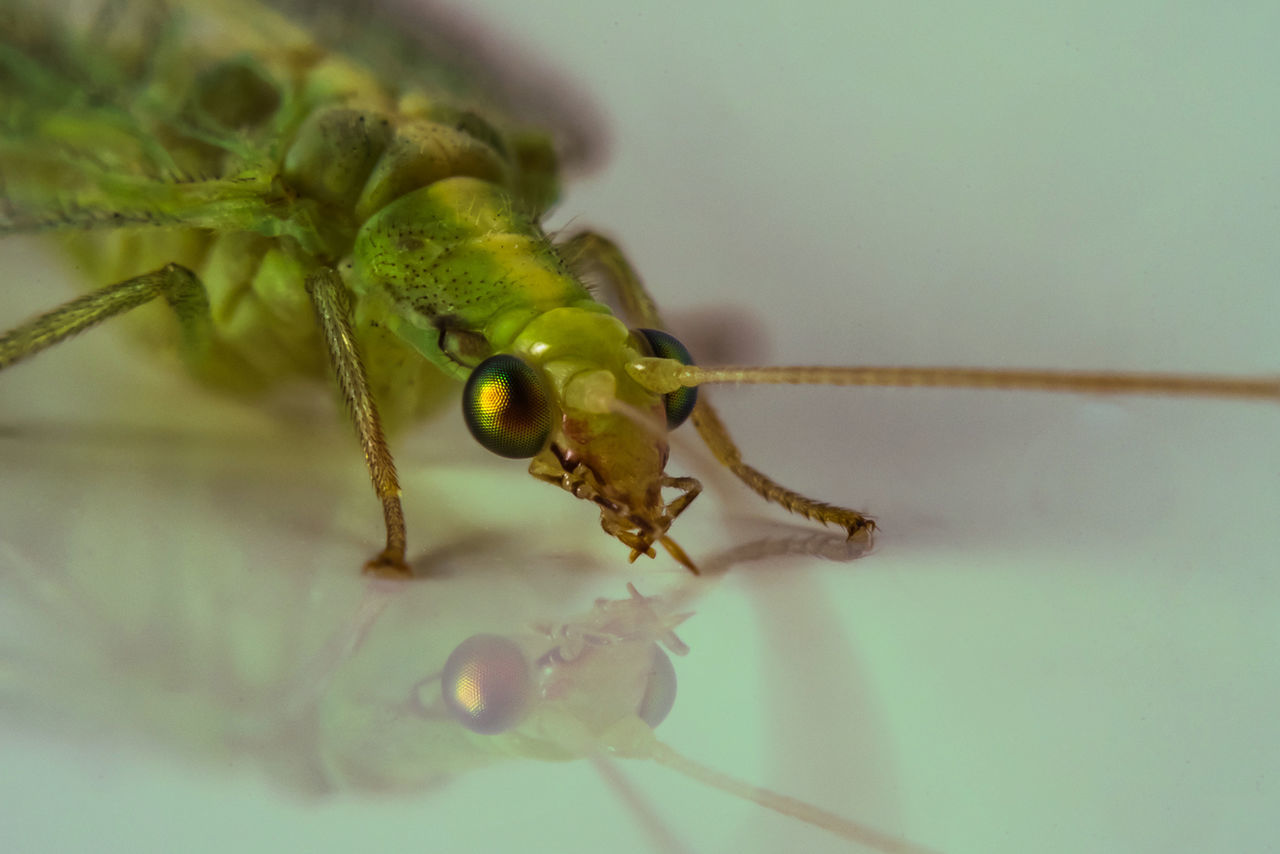 MACRO SHOT OF GRASSHOPPER