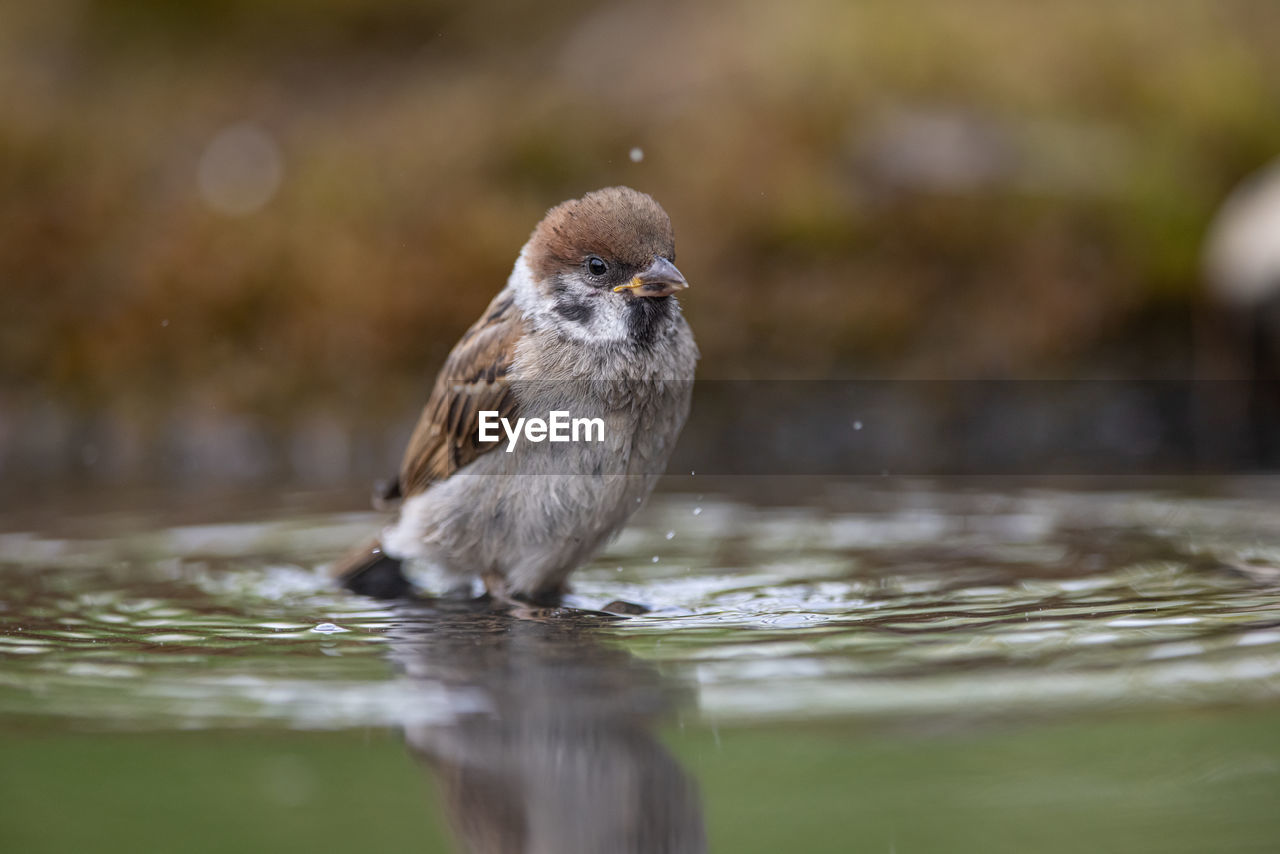 animal themes, animal, animal wildlife, bird, wildlife, one animal, water, nature, beak, sparrow, selective focus, house sparrow, lake, close-up, no people, outdoors, portrait, day, surface level, reflection, swimming, motion, wet, full length, looking at camera