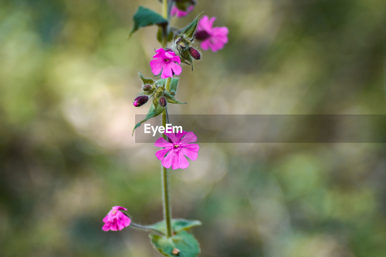 CLOSE-UP OF PINK FLOWERING PLANTS