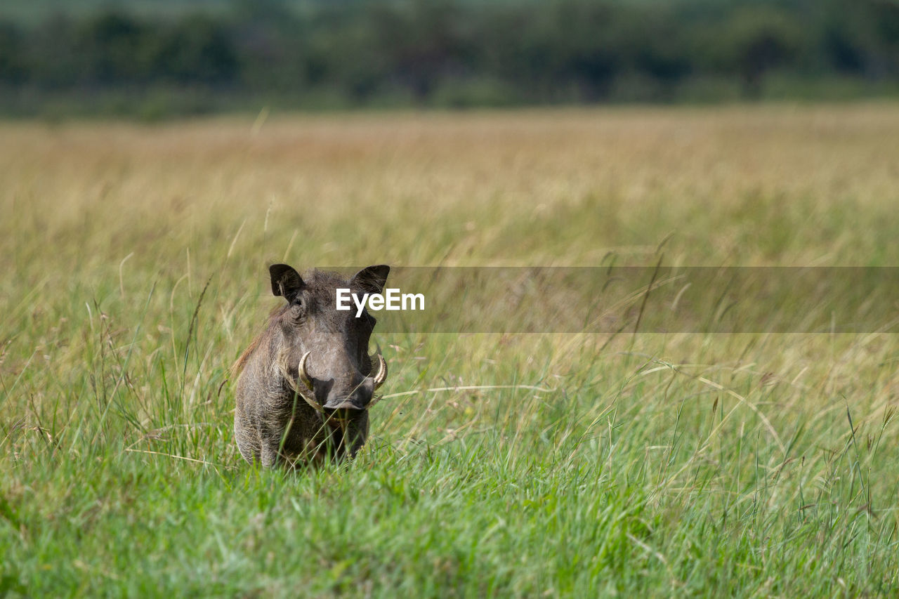 Portrait of an warthog in grass