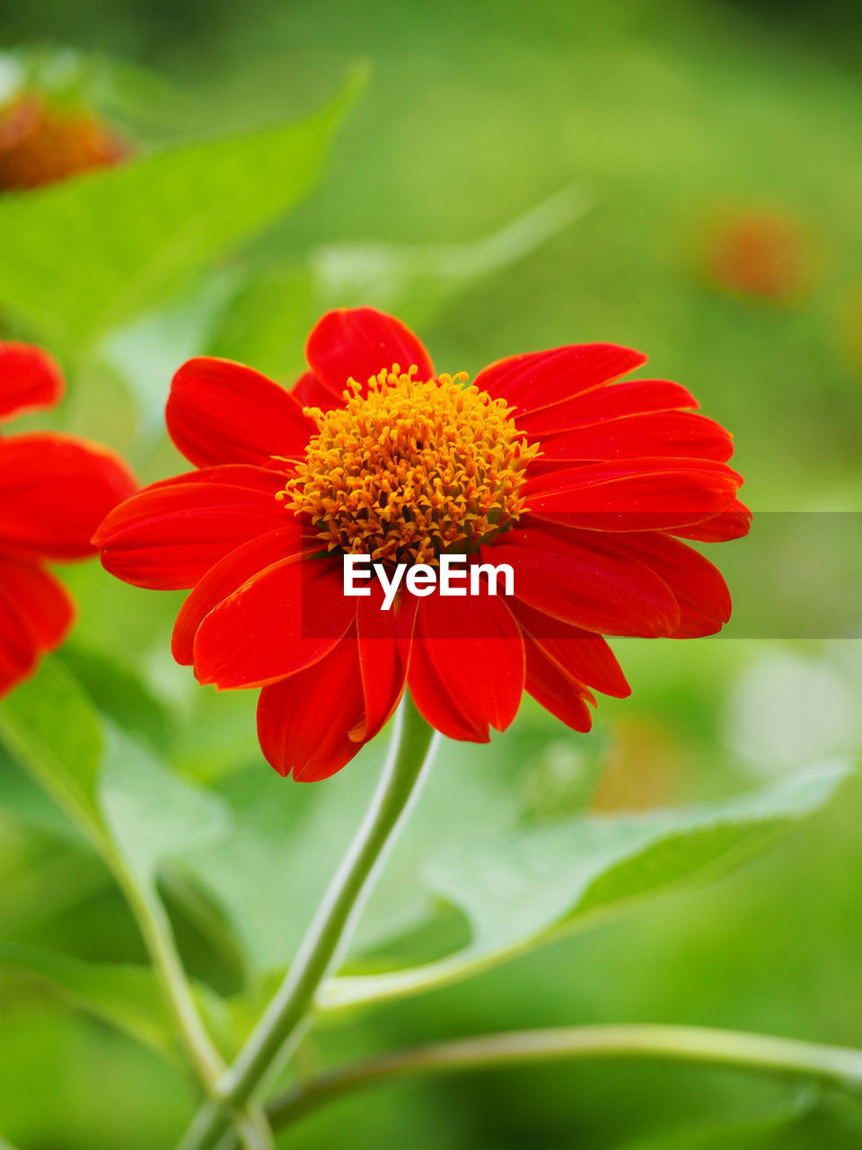 CLOSE-UP OF RED GERBERA DAISY BLOOMING OUTDOORS