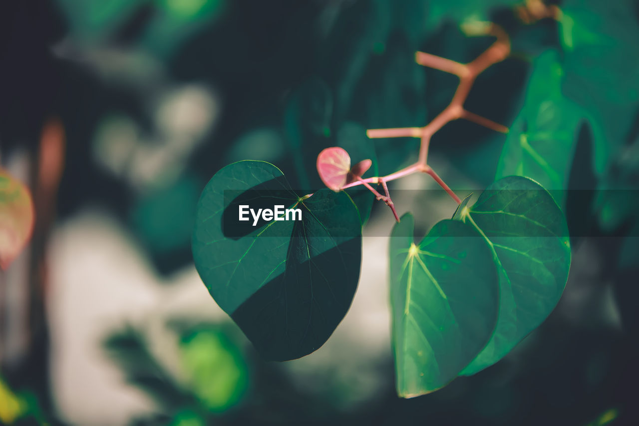 Close-up of plant growing on tree