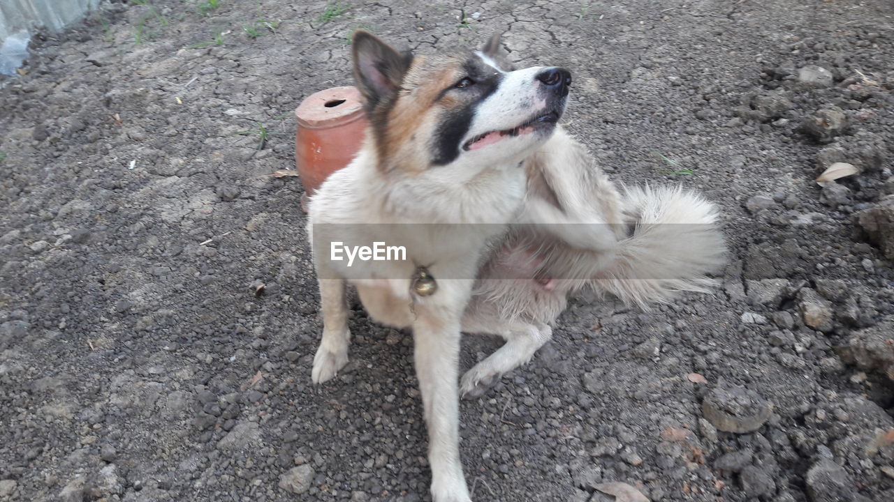 HIGH ANGLE VIEW OF A DOG ON FIELD