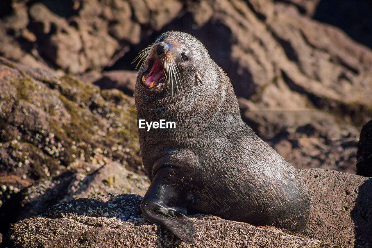 SEA OF A LION