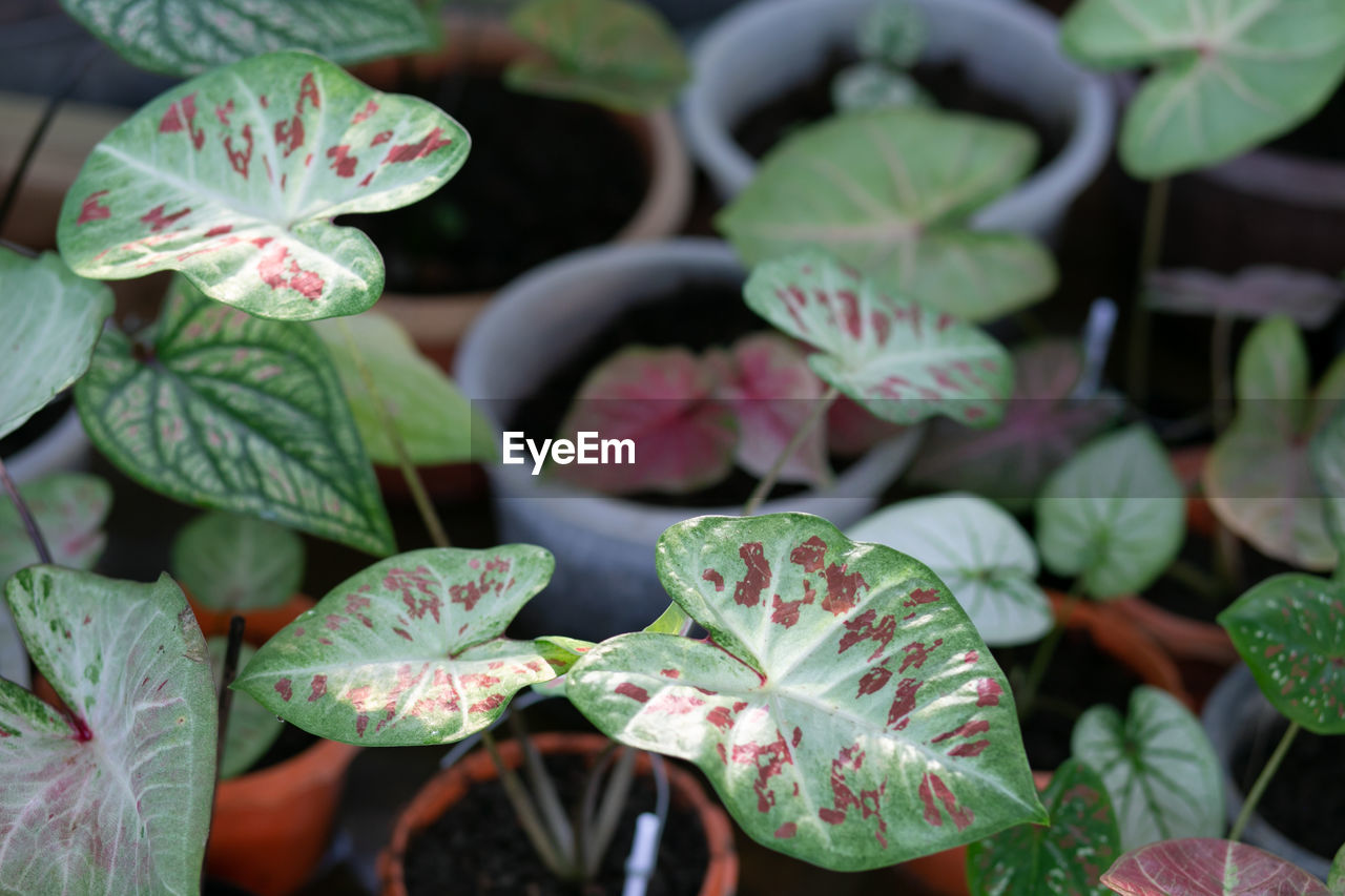 CLOSE-UP OF POTTED PLANT ON FLOWERING PLANTS