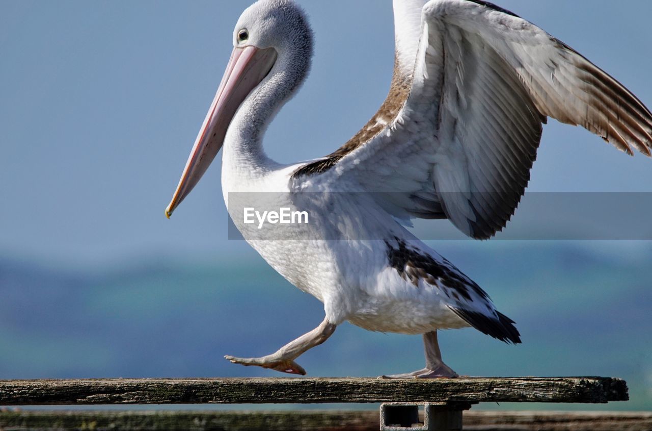 Australian pelican perching on wood