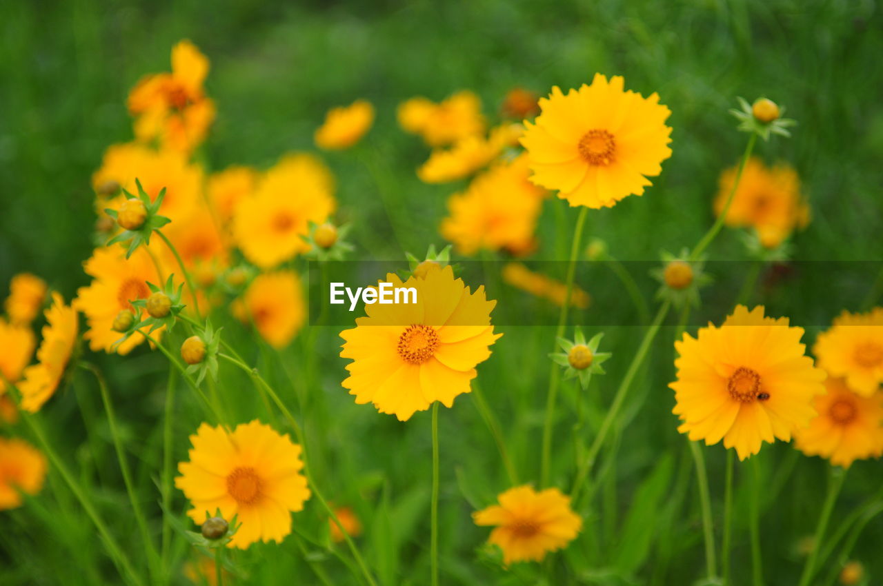 flower, flowering plant, plant, freshness, beauty in nature, yellow, nature, field, flower head, herb, growth, meadow, close-up, prairie, fragility, land, summer, landscape, petal, inflorescence, no people, rural scene, green, plain, grass, botany, multi colored, environment, outdoors, springtime, sunlight, focus on foreground, sky, blossom, day, plant part, medicine, vibrant color, flowerbed, agriculture, non-urban scene, selective focus, daisy, leaf, abundance, grassland, calendula, wildflower, food, backgrounds