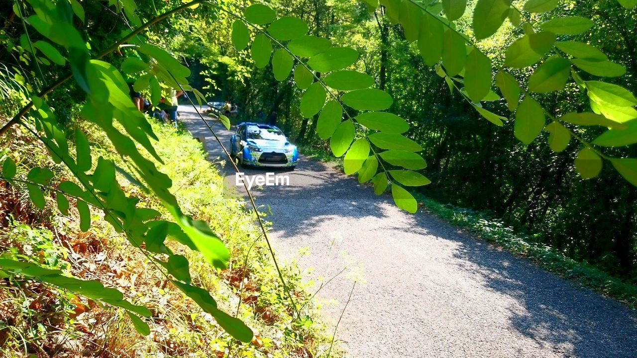 ROAD AMIDST TREES AND PLANTS