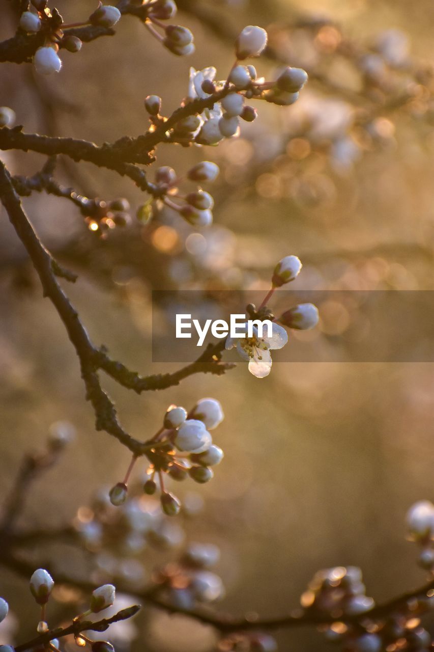 CLOSE-UP OF WHITE FLOWERING TREE