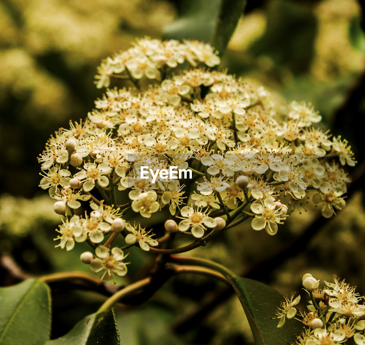 Close-up flowers blooming in field