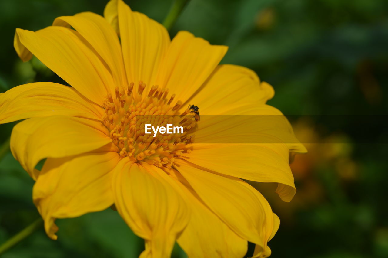 CLOSE-UP OF YELLOW FLOWERS