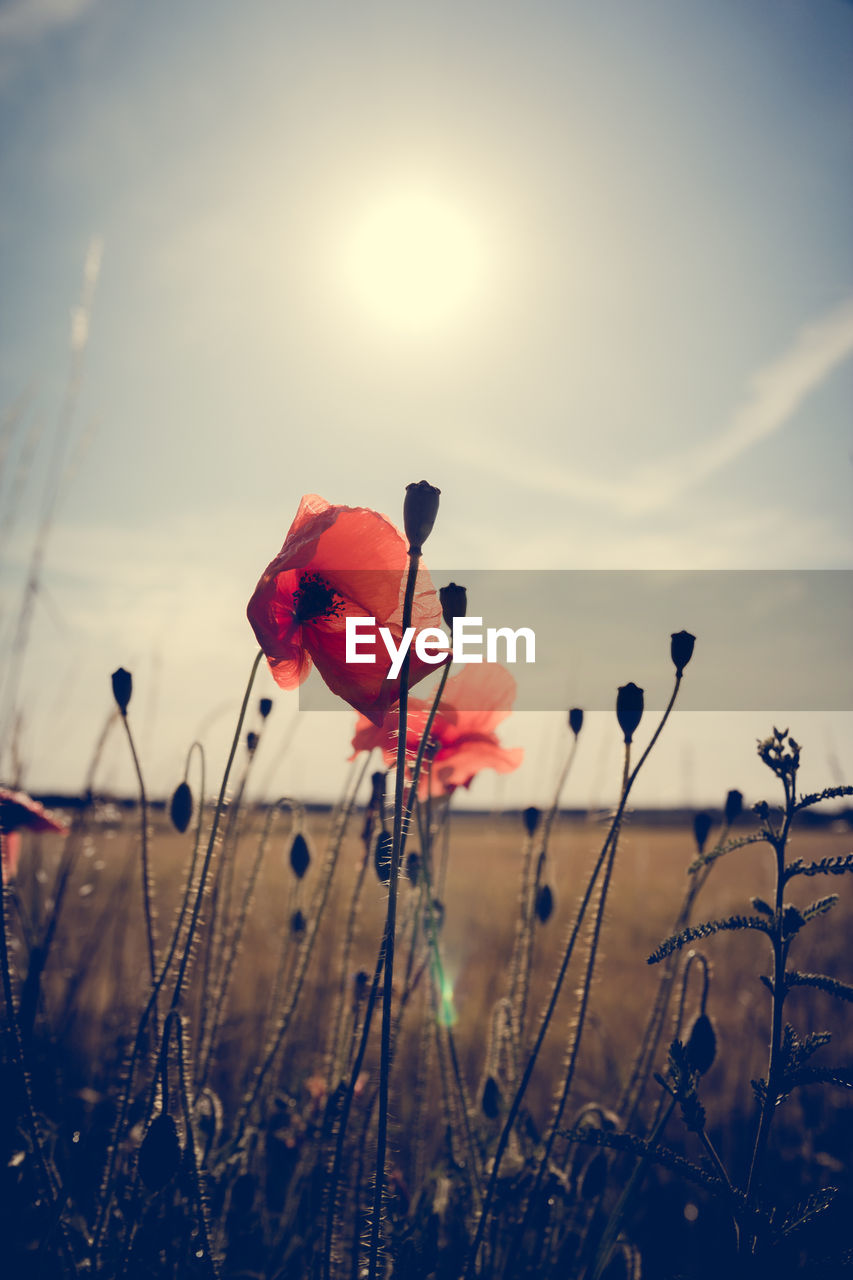 Close-up of red flowers blooming in field