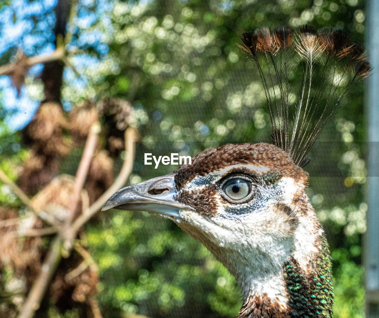 CLOSE-UP SIDE VIEW OF A BIRD