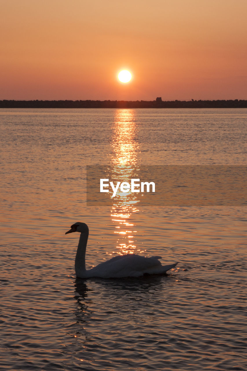 Swan swimming in sea against sky during sunset