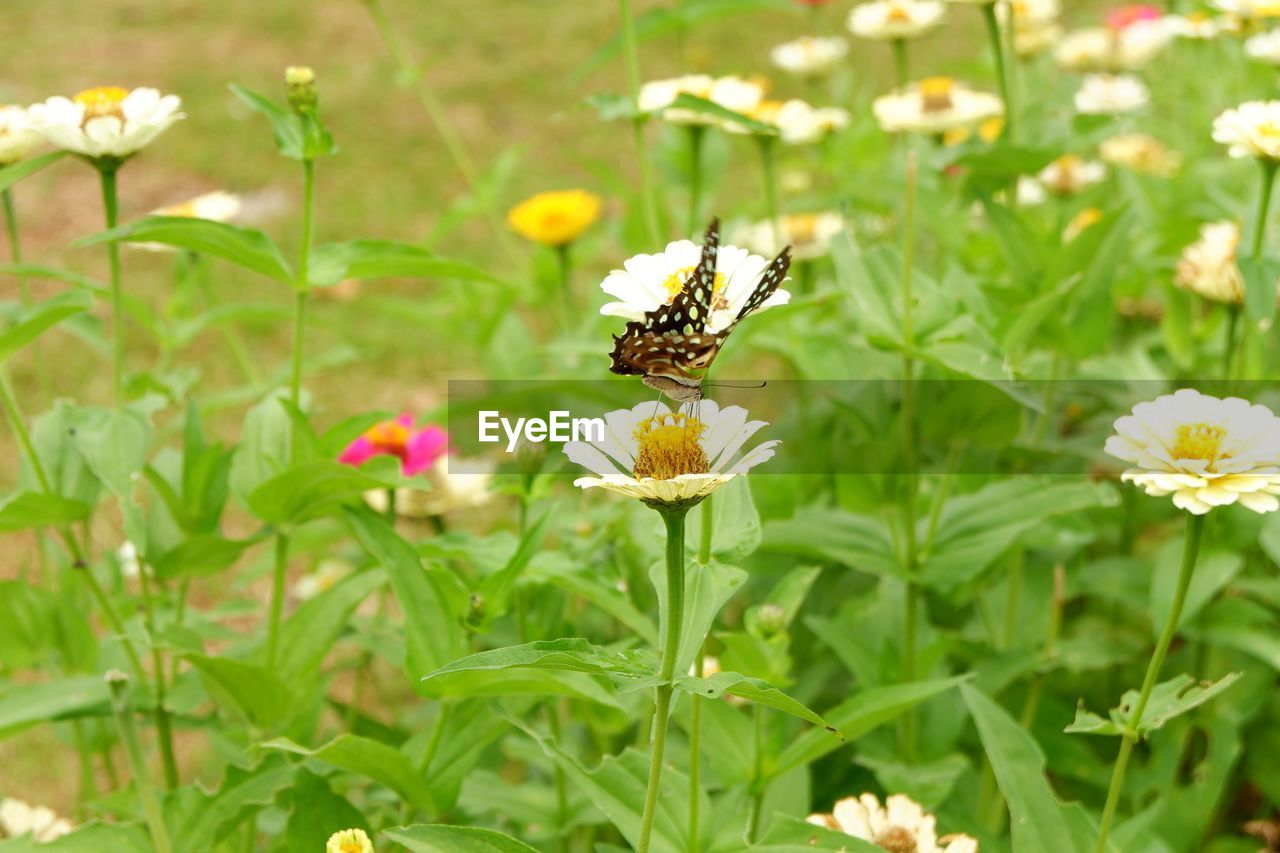 CLOSE-UP OF BUTTERFLY POLLINATING FLOWER