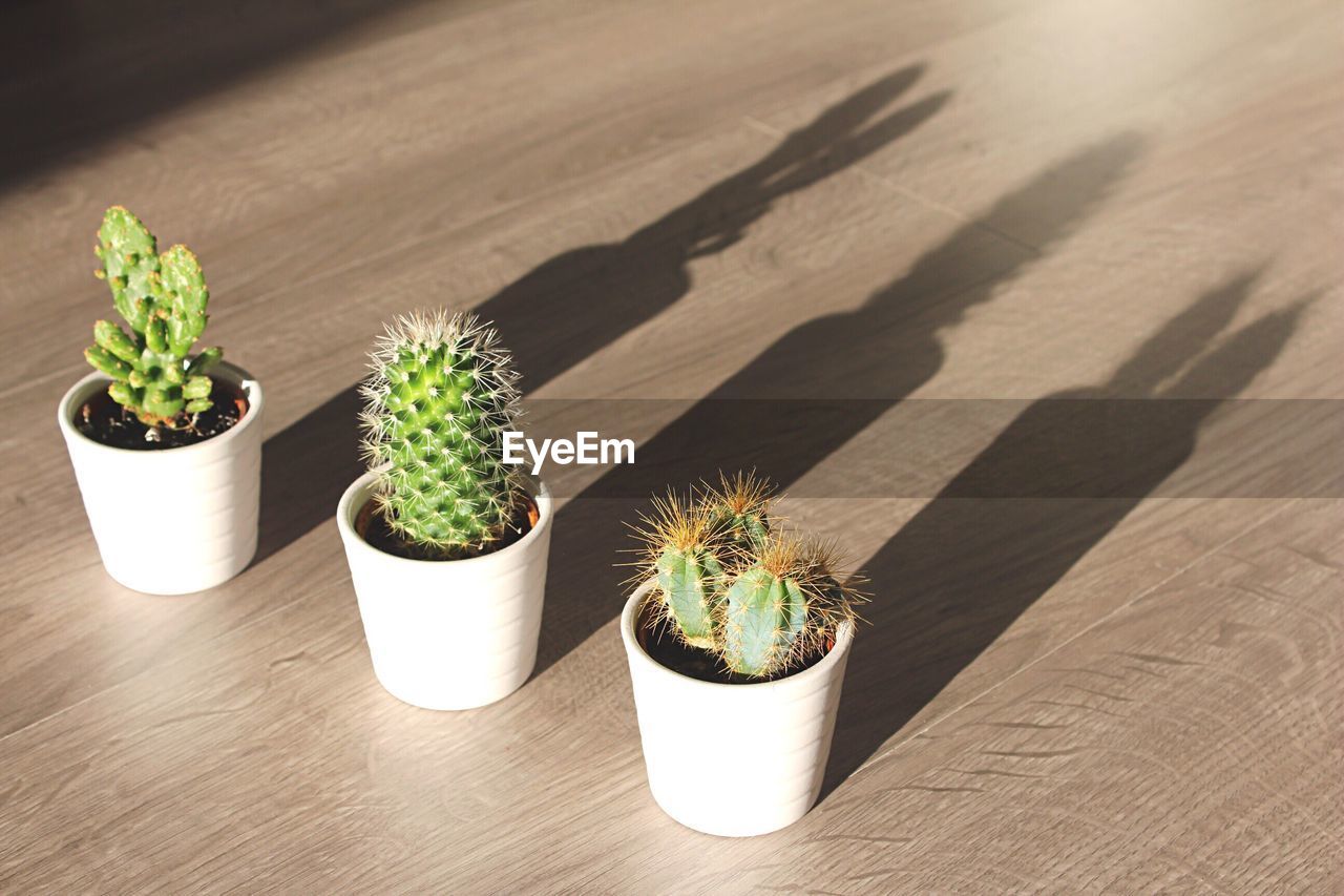 HIGH ANGLE VIEW OF POTTED PLANTS