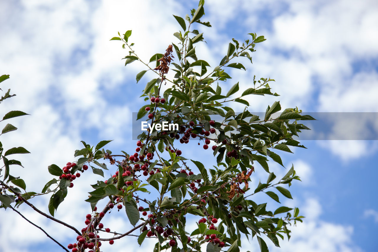 LOW ANGLE VIEW OF PLANT GROWING AGAINST SKY